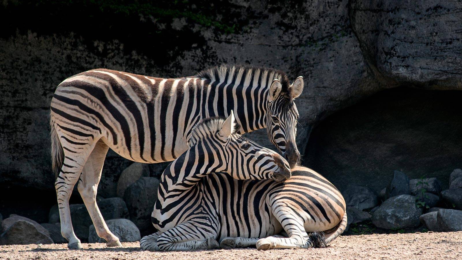 zoo-de-la-palmyre